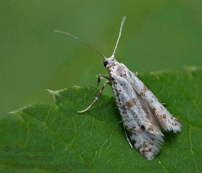 Scythropia crataegella