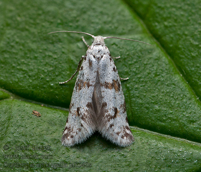 Scythropia crataegella