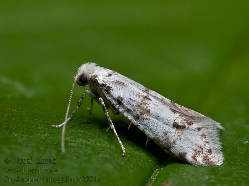 Scythropia crataegella