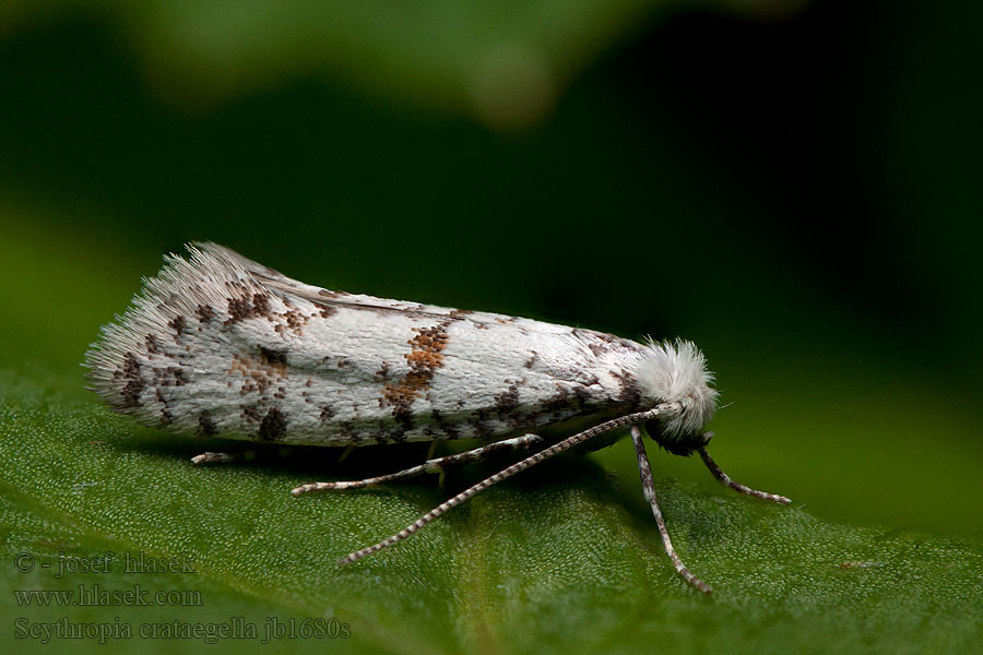 Scythropia crataegella