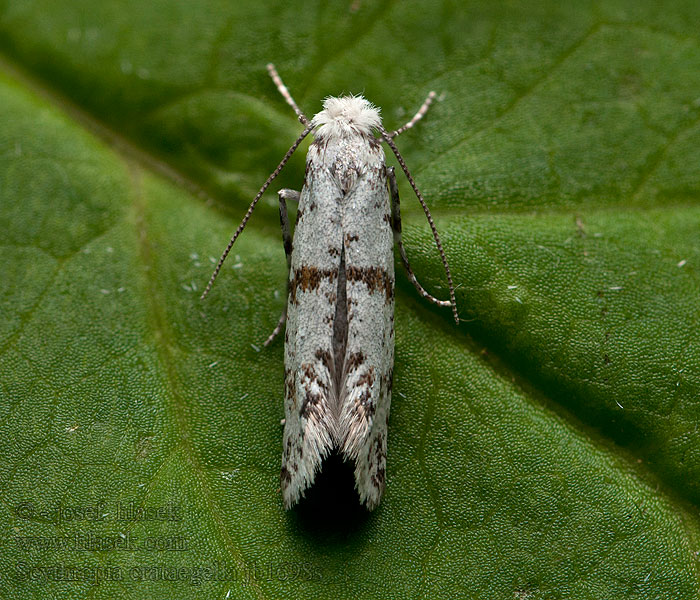 Scythropia crataegella