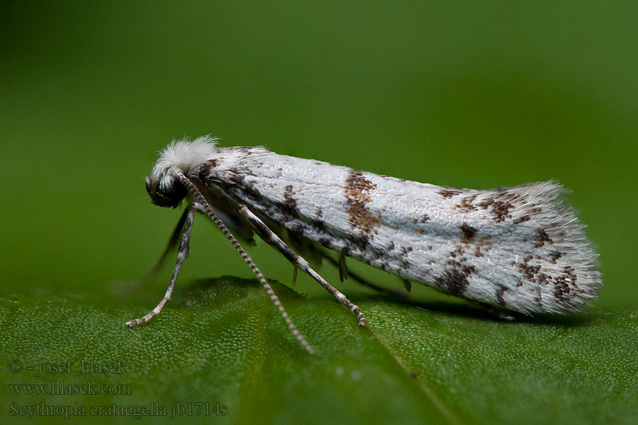 Scythropia crataegella