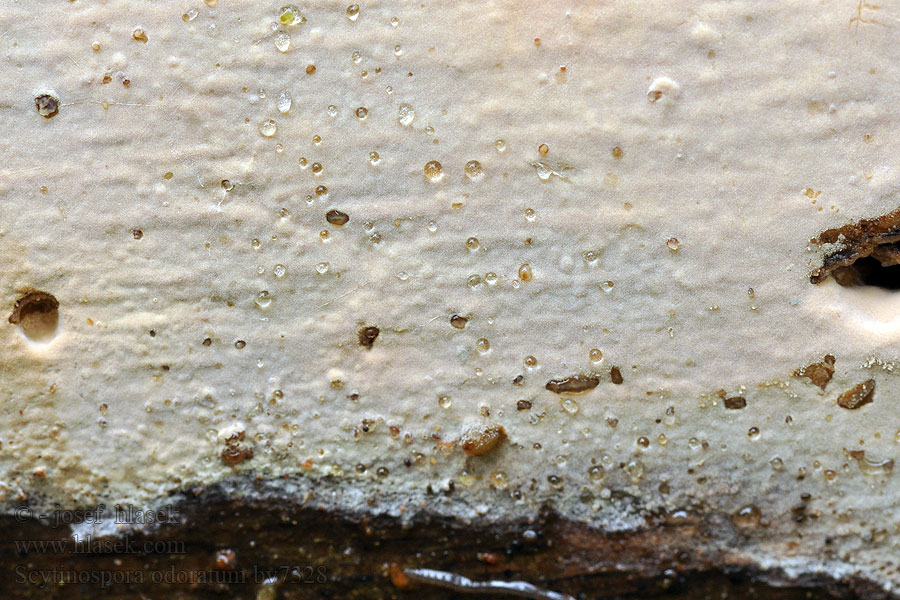Scytinospora odoratum