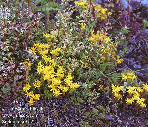 Sedum acre Bidende Stenurt Gold-moss Goldmoss Stonecrop Biting Orpin âcre