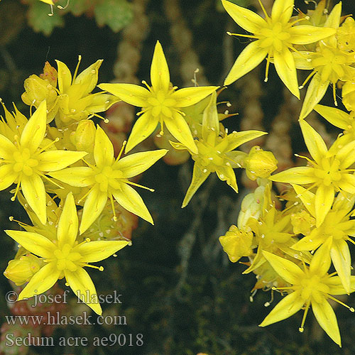 Sedum acre Scharfer Mauerpfeffer prudký Rozchodník ostrý Лютива тлъстига