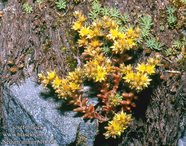 Sedum annuum Annual Stonecrop Rozchodník roční Orpin annuel Liten fetknopp