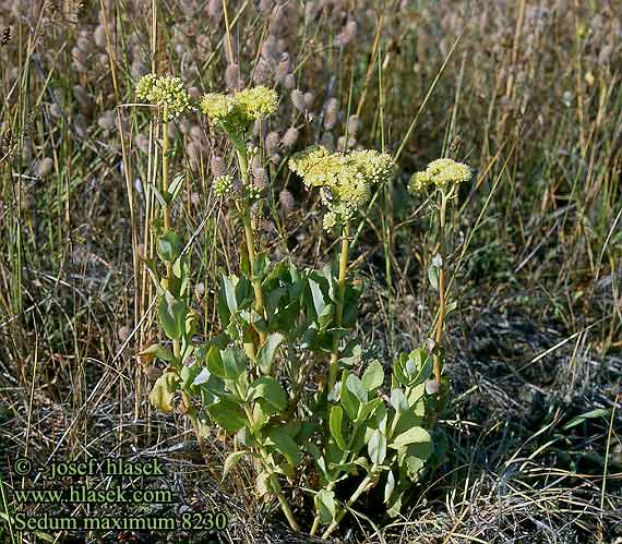 Sedum maximum telephium Orpine Livelong Grand Orpin reprise Große Fetthenne