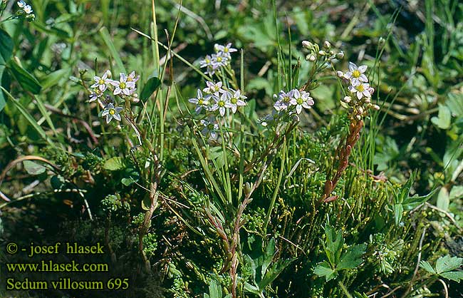 Sedum villosum Hairy Stonecrop Sumpf-Fetthenne Behaarte Fetthenne