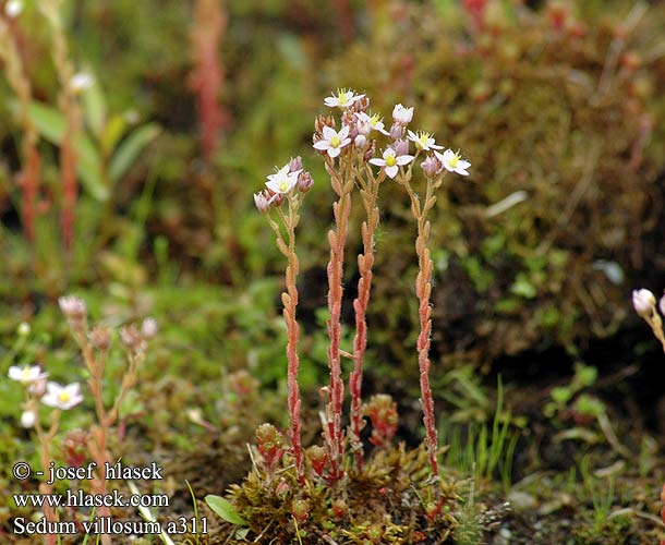 Sedum villosum Rozchodník pýřitý huňatý Vermicularia vellosa Lådden Stenurt