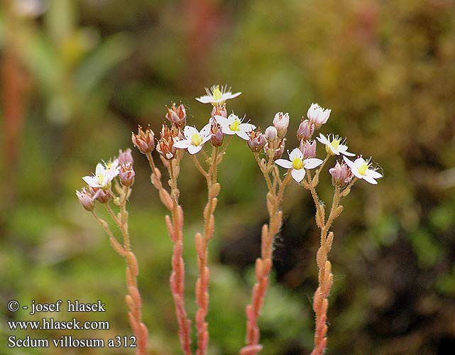 Sedum villosum Orpin velu pubescent Sédum villeux Lodnebergknapp