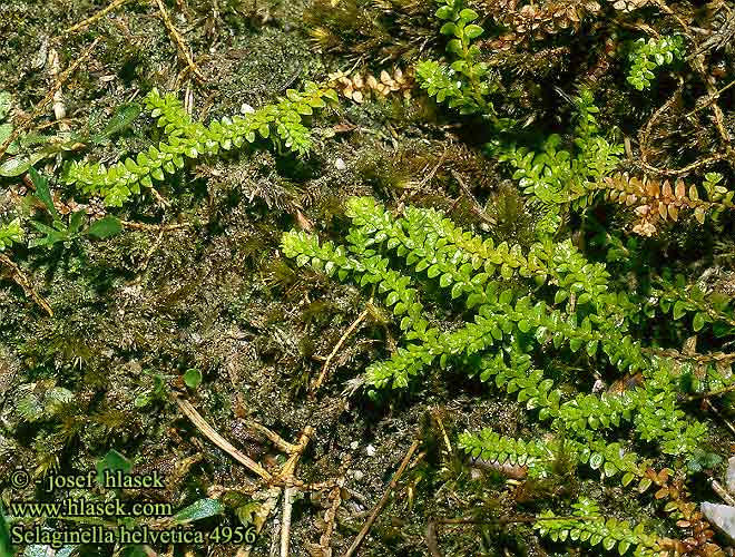 Selaginella helvetica