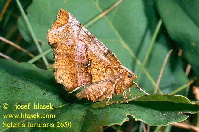 Selenia lunularia Lunar Thorn Zweistreifiger Mondfleckspanner