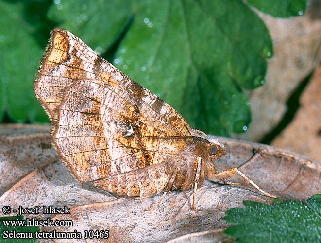 Selenia tetralunaria Purple Thorn Mondfleckspanner