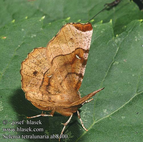 Rödbrun månmätare Selenia tetralunaria Purple Thorn