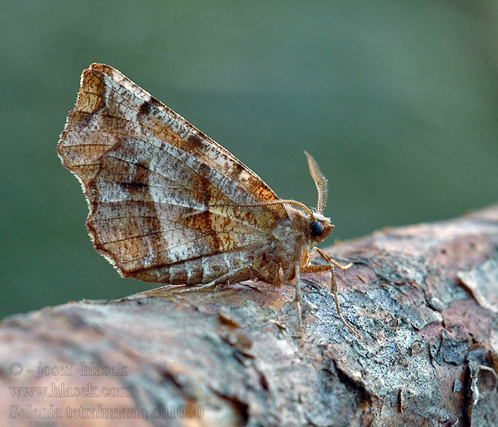 Selenia tetralunaria