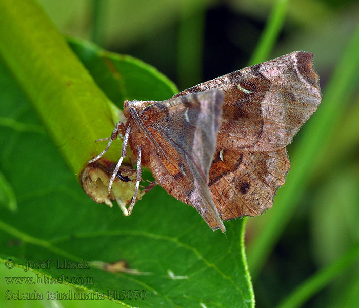 Selenia tetralunaria