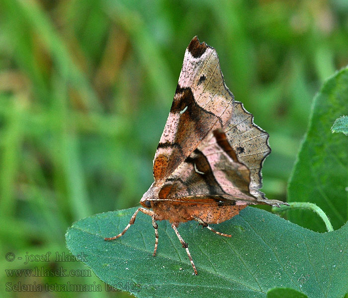 Selenia tetralunaria