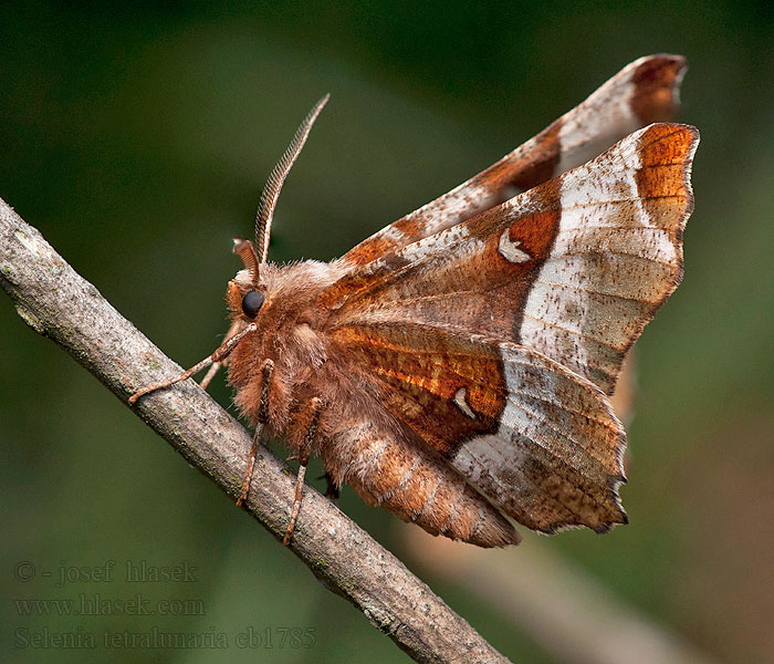 Purple Thorn Selenia tetralunaria