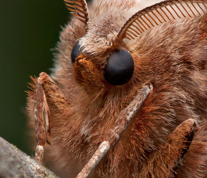 Mondfleckspanner Selenia tetralunaria