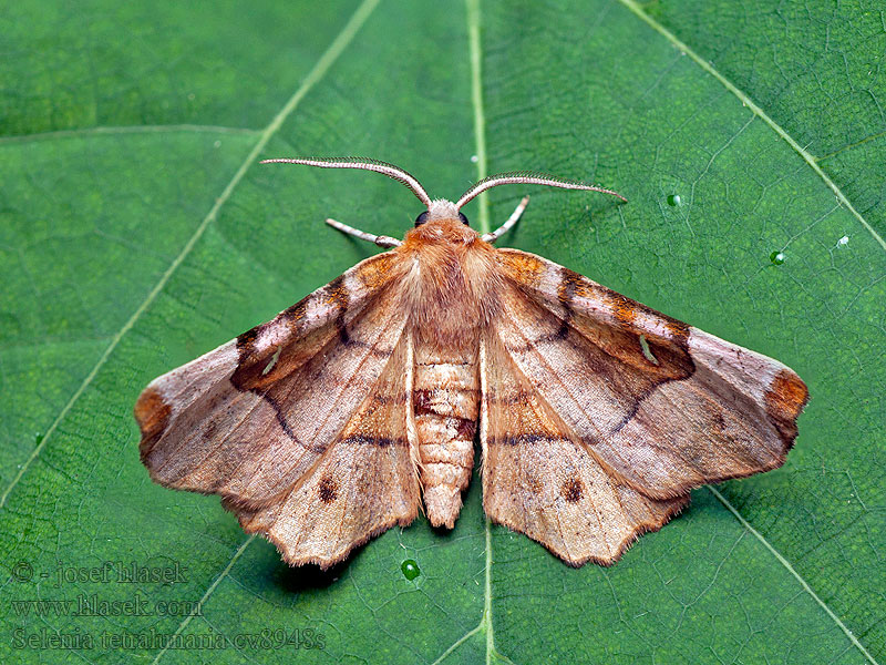 Purple Thorn Mondfleckspanner Zejkokřídlec čtyřměsíční Selenia tetralunaria