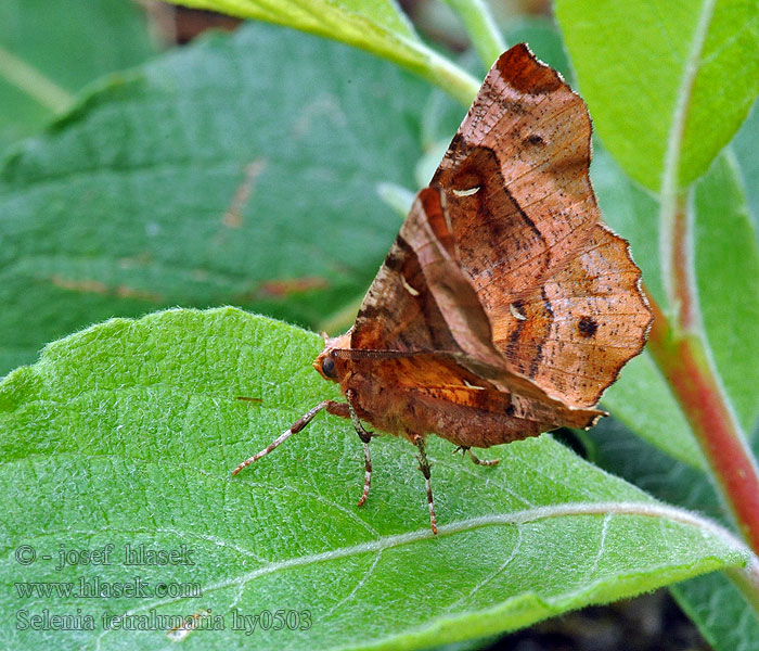 Selenia tetralunaria