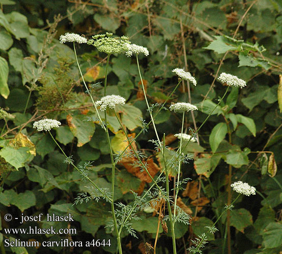 Selinum carviflora