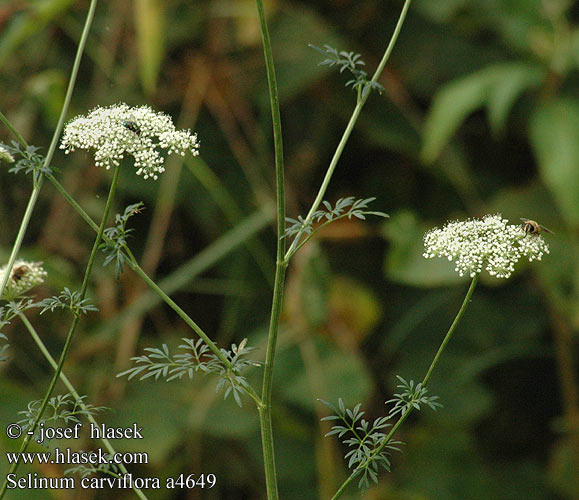 Selinum carviflora