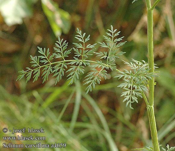 Selinum carviflora