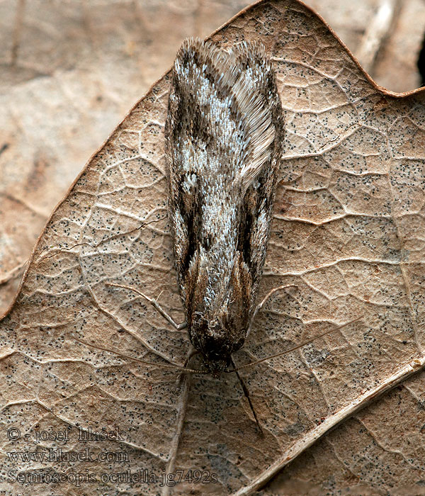 Semioscopis oculella
