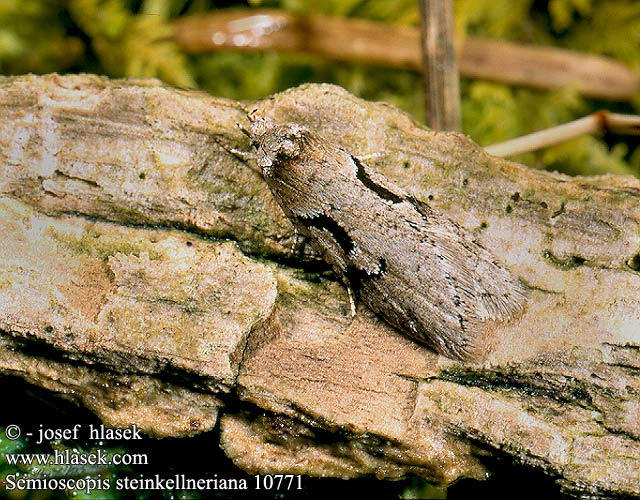 Semioscopis steinkellneriana Dawn Flat-body