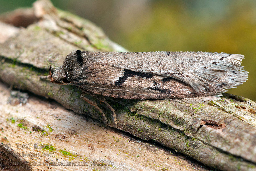 Semioscopis steinkellneriana Ploskáč Steinkellnerov