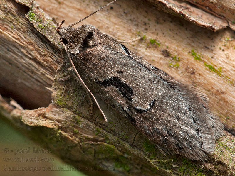 Semioscopis steinkellneriana Meidoornplatlijf