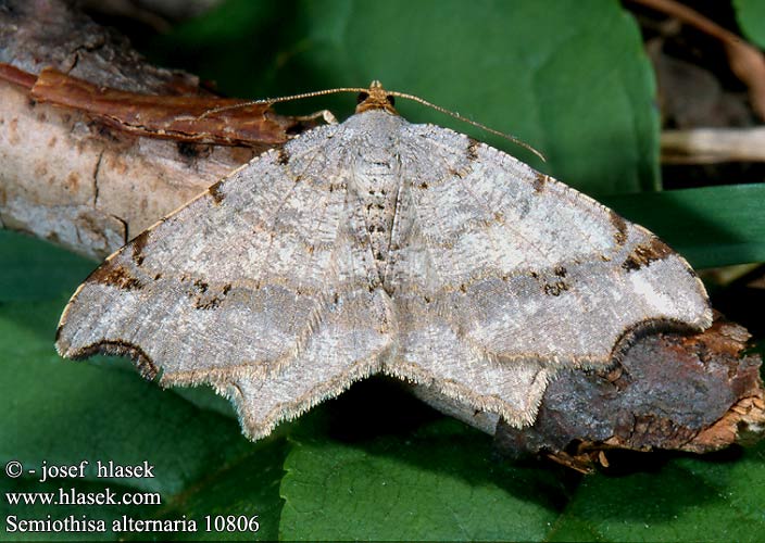 Semiothisa alternaria 10806 UK: Sharp-angled Peacock FR: La philobie alternée NL: donker klaverblaadje DE: Eckflügelspanner PL: witalnik zmiennik RU: пяденица углокрылая SK: Listnatka kosákovitá CZ: Kropenatec dubový SE: Albågmätare SYN: Macaria alternata