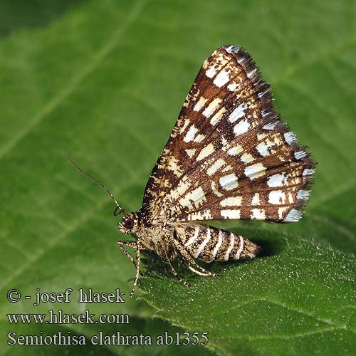 Semiothisa clathrata Latticed Heath Ruutumittari