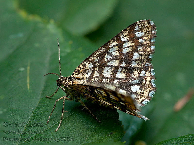 Kleespanner Witalnik nostrzak Semiothisa clathrata