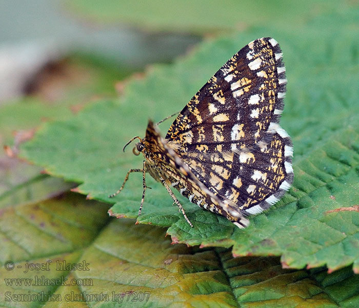 Semiothisa clathrata