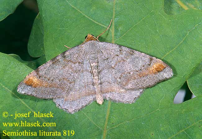 Semiothisa liturata Macaria Chiasmia Tawny-barred Angle Witalnik sosnowiak Philobie effacée Vielgrauer Kiefernspanner Kiefern-Eckflügelspanner Пяденица углокрылая хвойная углокрылая сосновая Kropenatec sosnový Tallbågmätare Mäntykaarimittari Gerimpelde spanner Pušinis miškasprindis Furubuemåler  Listnatka borovicová Rozsdasávos szürkearaszoló