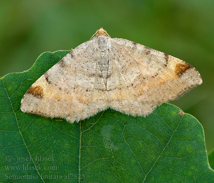 Tawny-barred Angle Witalnik sosnowiak Philobie effacée Vielgrauer Kiefernspanner Kiefern-Eckflügelspanner Пяденица углокрылая хвойная углокрылая сосновая Kropenatec sosnový Tallbågmätare Mäntykaarimittari Gerimpelde spanner Pušinis miškasprindis Furubuemåler  Listnatka borovicová Rozsdasávos szürkearaszoló Semiothisa liturata Macaria Chiasmia