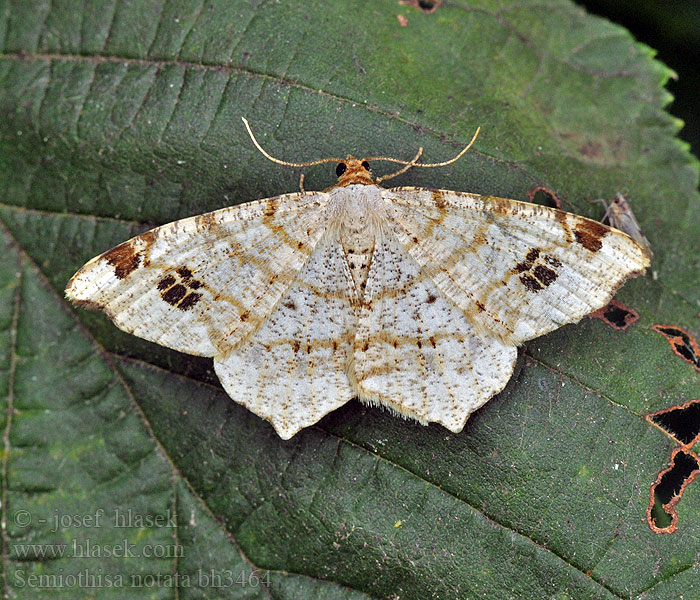 Semiothisa notata Macaria Peacock Moth Klaverblaadje Gul buemåler Пяденица заметная Witalnik dębiak Birken-Eckflügelspanner Kropenatec březový Ruskokaarimittari Philobie tachetée Balsvasis miškasprindis Listnatka značkovaná Pilbågmätare