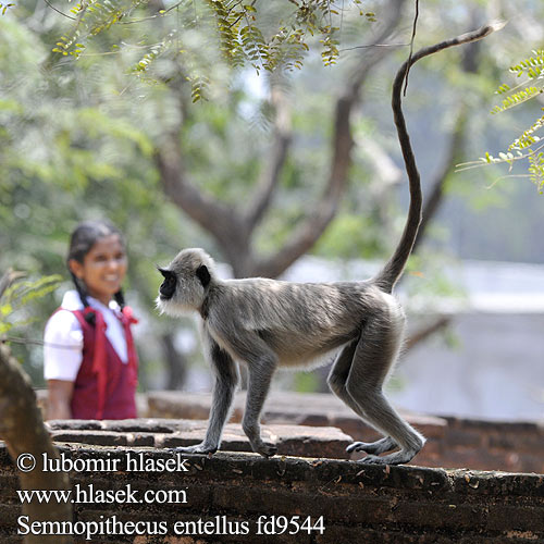 Semnopithecus entellus Hulman posvátný Bengalischer Hanuman-Langur Northern Plains Gray Langur 북부평원회색랑구르 Hulman zwyczajny 长尾叶猴 Šiaurinis pilkasis langūras Langure hannunan Entelle Encore houleman Gewone hoelman Entello pianure settentrionali Közönséges hulmán Hulmánok Лульман Лангур Серый хануман Hulman posvätný Langur común hanumán