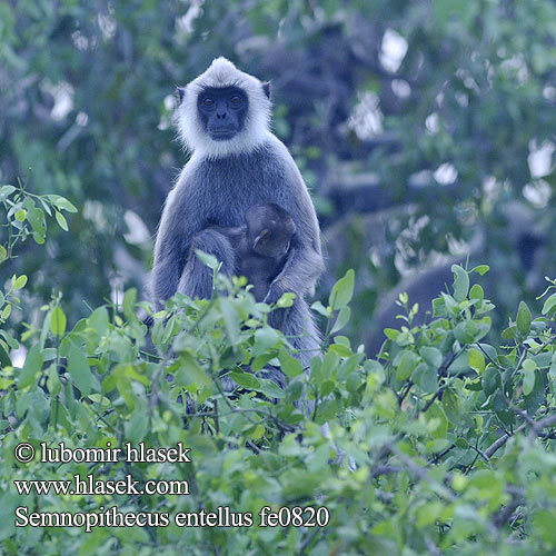 Northern Plains Gray Langur 북부평원회색랑구르 Hulman zwyczajny 长尾叶猴 Šiaurinis pilkasis langūras Langure hannunan Entelle Encore houleman Gewone hoelman Entello pianure settentrionali Közönséges hulmán Hulmánok Лульман Лангур Серый хануман Hulman posvätný Langur común hanumán Semnopithecus entellus Hulman posvátný Bengalischer Hanuman-Langur