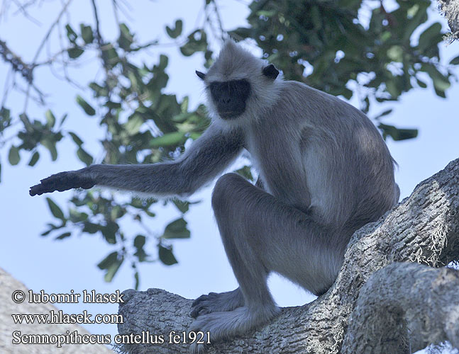 Semnopithecus entellus fe1921