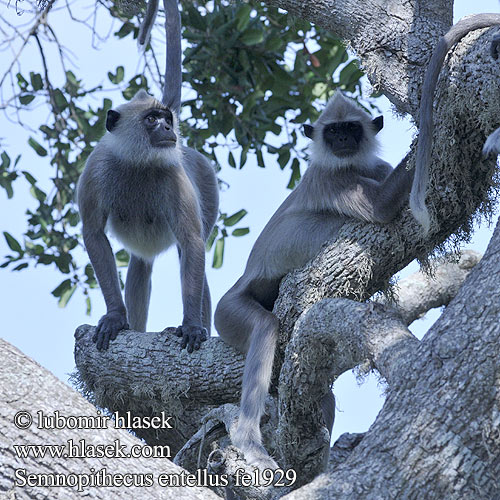 Лульман Лангур Серый хануман Hulman posvätný Langur común hanumán Semnopithecus entellus Hulman posvátný Bengalischer Hanuman-Langur Northern Plains Gray Langur 북부평원회색랑구르 Hulman zwyczajny 长尾叶猴 Šiaurinis pilkasis langūras Langure hannunan Entelle Encore houleman Gewone hoelman Entello pianure settentrionali Közönséges hulmán Hulmánok