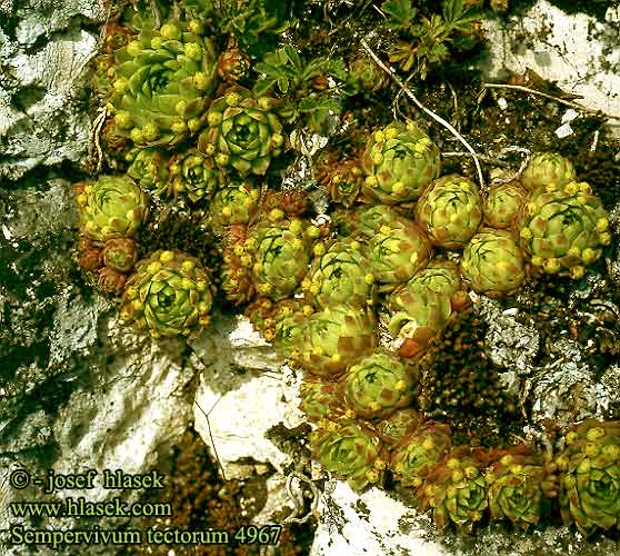 Sempervivum tectorum Dach-Hauswurz Almindelig Husløg Joubarbe toits