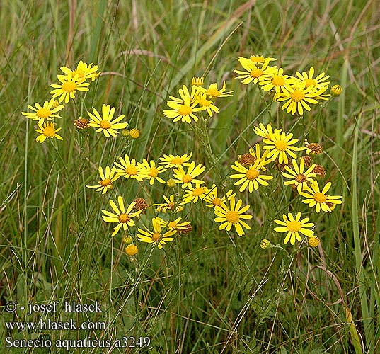 Senecio aquaticus a3249