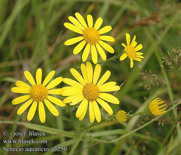 Senecio aquaticus