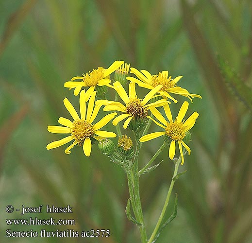 Senecio fluviatilis ac2575