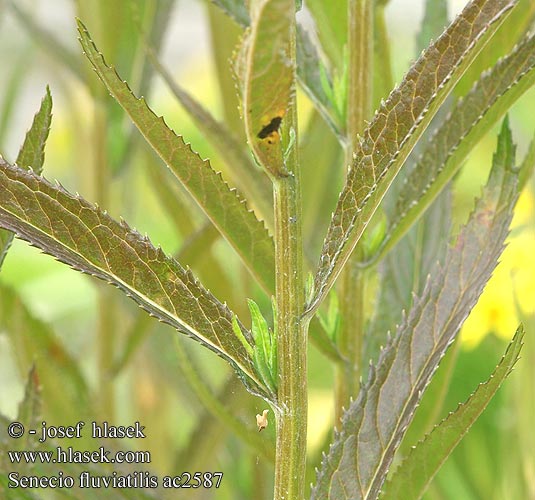 Senecio fluviatilis ac2575