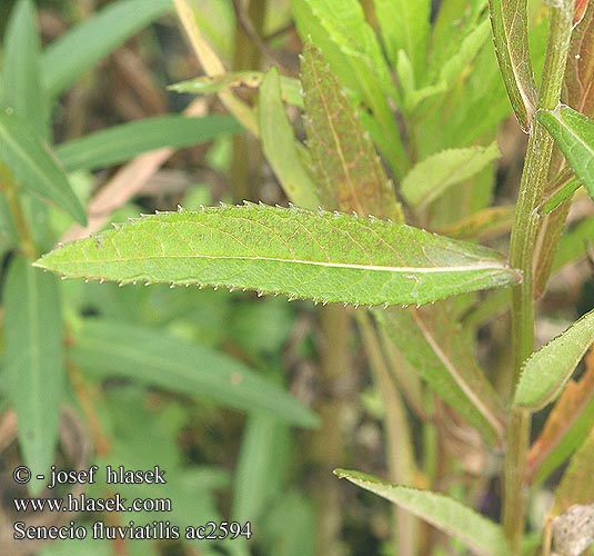 Senecio fluviatilis ac2594