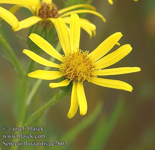 Senecio fluviatilis ac2603